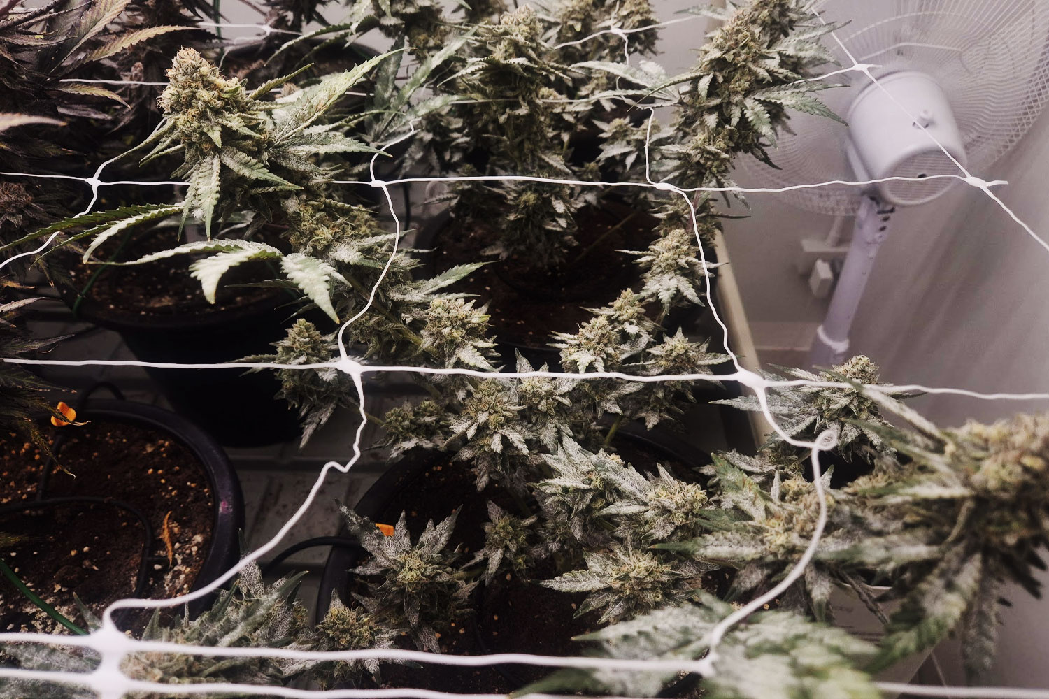 Revana Cafe cannabis farm cultivation overview