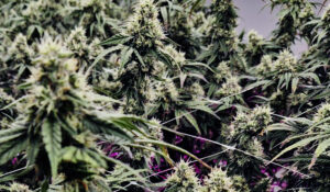 Tropical Thunder Cannabis Farm in Pattaya: Living Soil Indoor Cultivation Explained