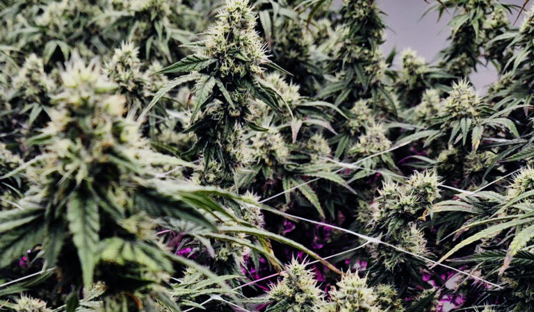 Tropical Thunder Cannabis Farm in Pattaya: Living Soil Indoor Cultivation Explained