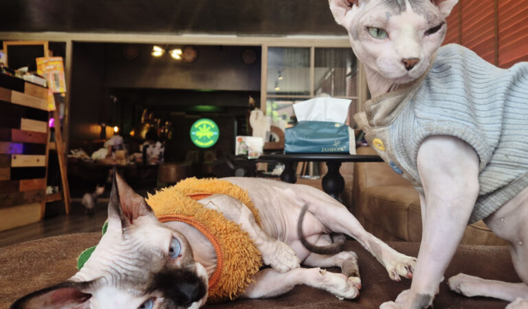 GANJA MEN 驚奇甘蔗店 — The Bangkok Dispensary Where 5 Cats Live In-Store | Asoke