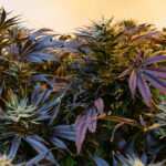 THC, CBD, and CBG: What’s the Difference and How Do You Choose?