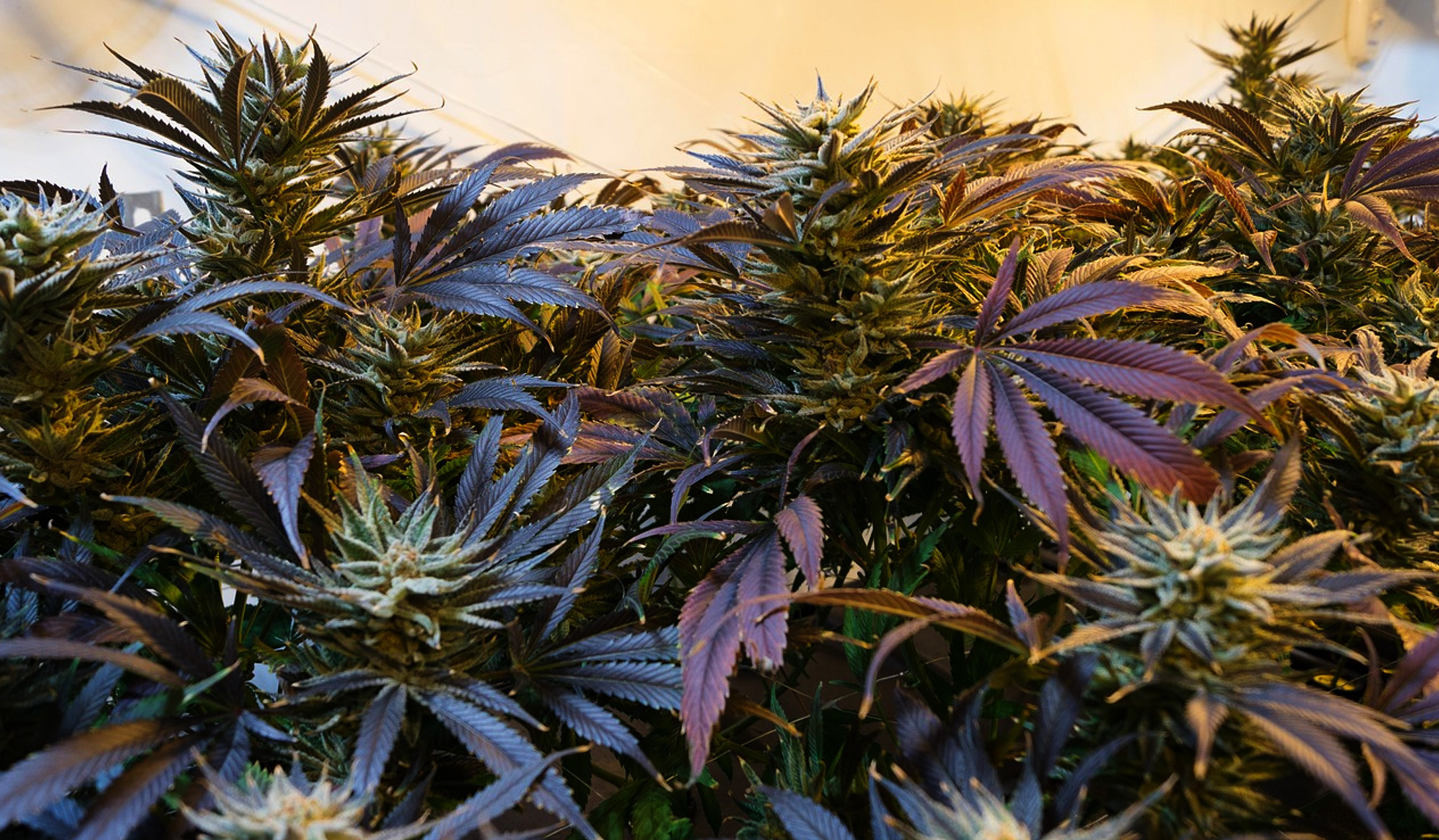 THC, CBD, and CBG: What’s the Difference and How Do You Choose?