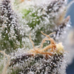 Indica and Sativa Don’t Mean What You Think: What the Latest Research Actually Shows