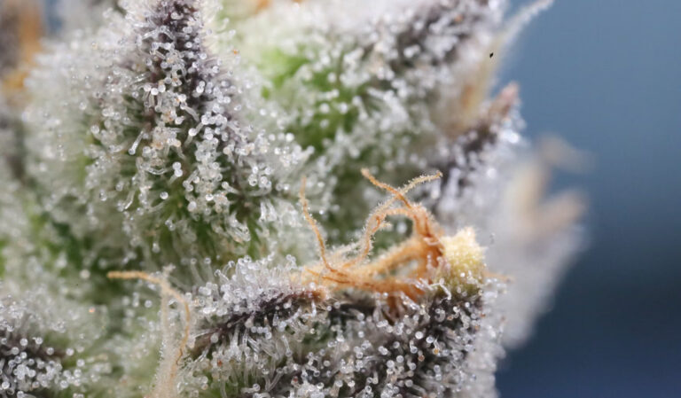 Indica and Sativa Don't Mean What You Think: What the Latest Research Actually Shows