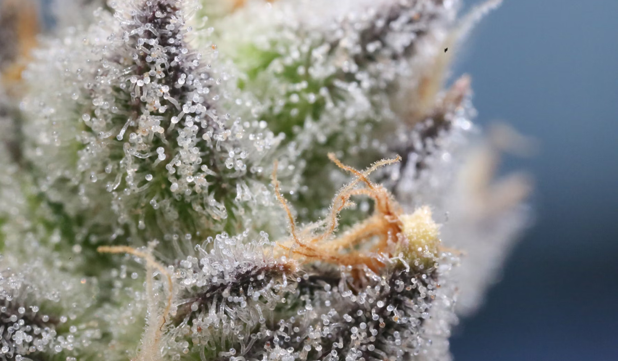 Indica and Sativa Don’t Mean What You Think: What the Latest Research Actually Shows