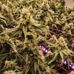 Is Cannabis in Thailand Safe? Chemical Weed, Health Risks, and How to Protect Yourself