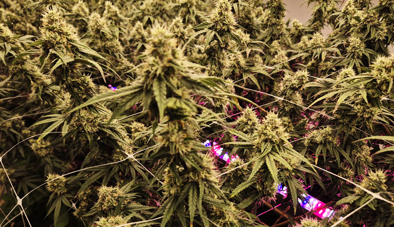 Is Cannabis in Thailand Safe? Chemical Weed, Health Risks, and How to Protect Yourself