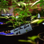 Why Organic Cannabis Is Being Sought: Pesticides, Heavy Metals, and What Gets Into the Plant