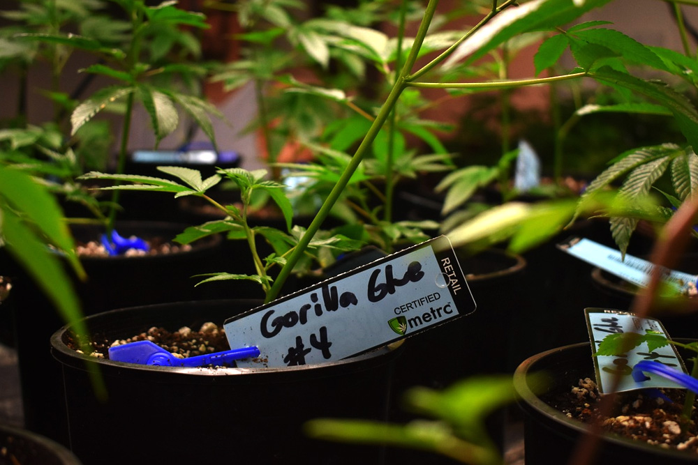 Why Organic Cannabis Is Being Sought: Pesticides, Heavy Metals, and What Gets Into the Plant