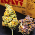 What Happens When You Take THC and CBD Together? The Science of “High and Calm” in Balance