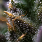 What Are Cannabinoid Receptors? Why Your Body Responds to Cannabis the Way It Does