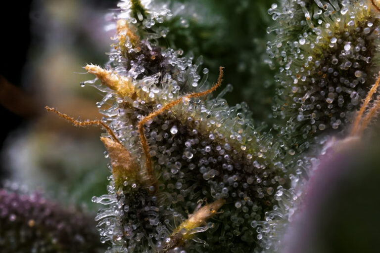 What Are Cannabinoid Receptors? Why Your Body Responds to Cannabis the Way It Does