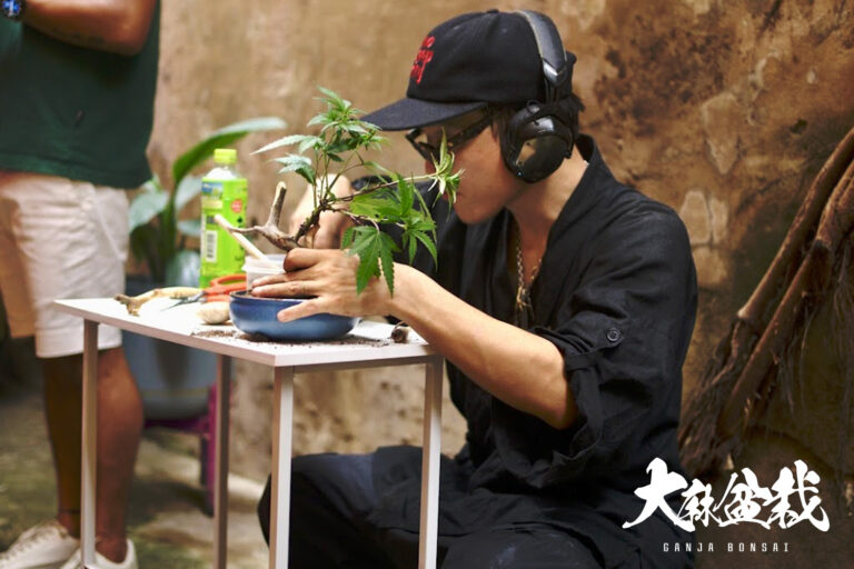 How I Started Making Ganja Bonsai — From Organic Cannabis Farmer to Bonsai Gallery