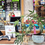 Green House Nuanchan | Cannabis Clinic in Nuanchan, Bangkok