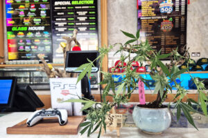 Green House Nuanchan | Cannabis Clinic in Nuanchan, Bangkok