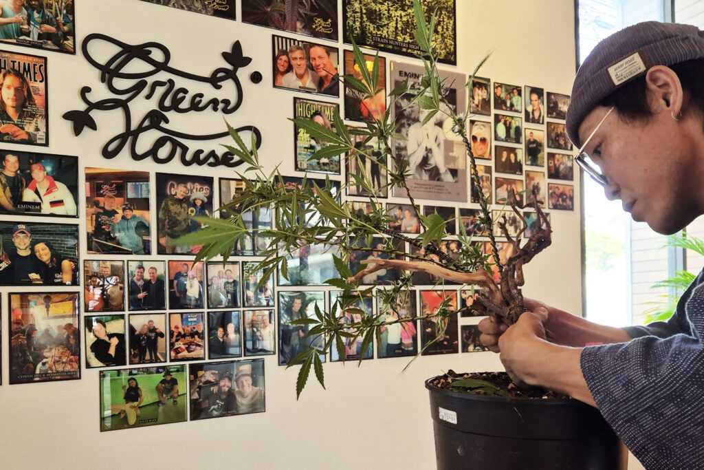 Creating a Ganja Bonsai for 420 at Green House in Nuanchan, Bangkok