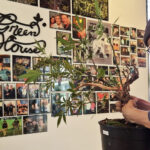 Creating a Ganja Bonsai for 420 at Green House in Nuanchan, Bangkok