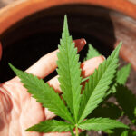 Rare Compounds Found in Cannabis Leaves: What the Flavoalkaloid Discovery Means for How We Understand the Plant
