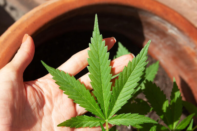 Rare Compounds Found in Cannabis Leaves: What the Flavoalkaloid Discovery Means for How We Understand the Plant