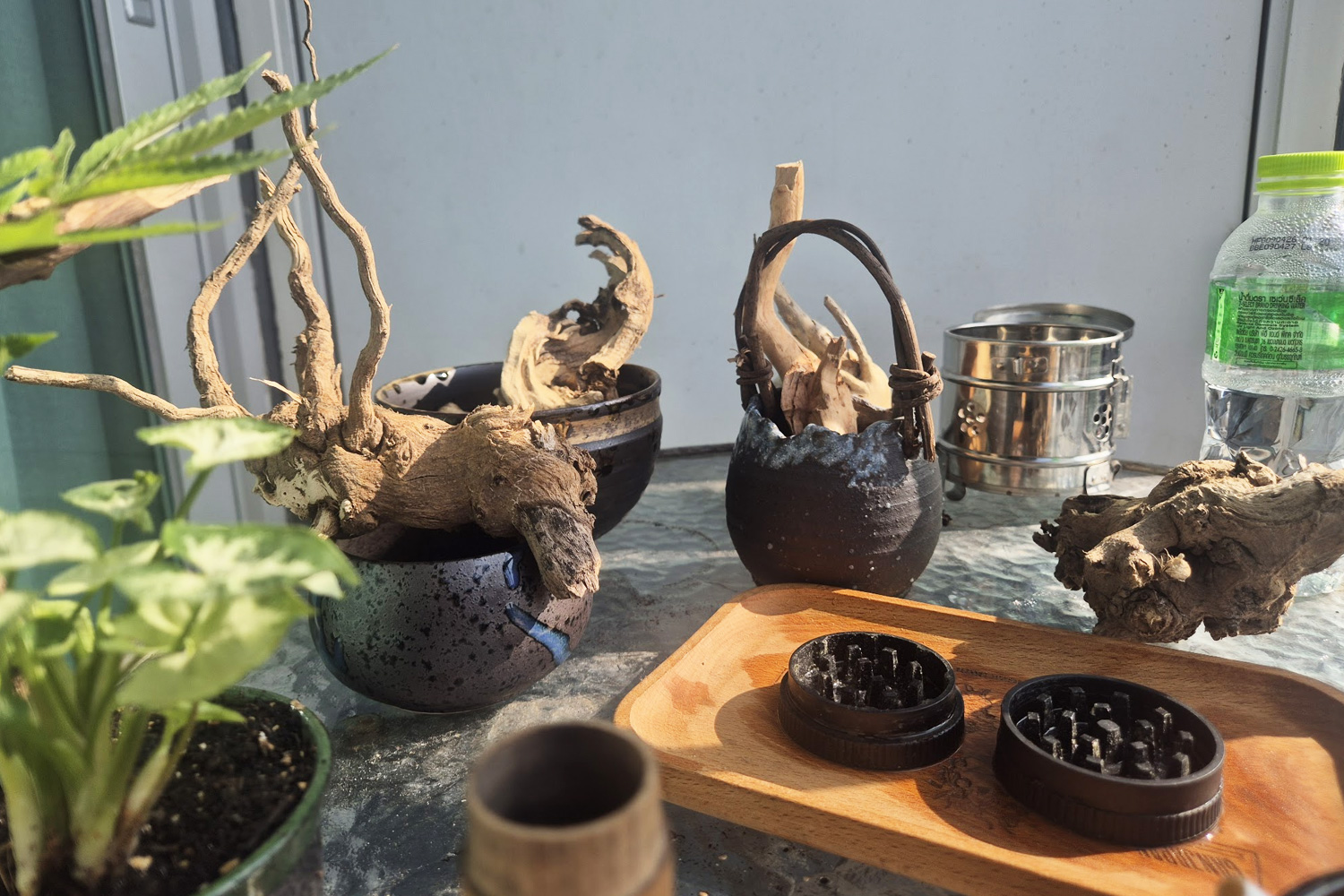 My Ganja Bonsai Was an Art of Redefining Value All Along