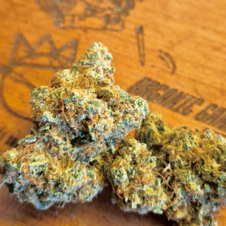  Gorilla Dosha 