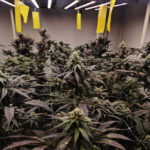 Inside Revana Cafe’s Terpene-Focused Cannabis Farm in Silom, Bangkok