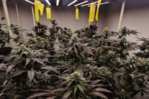 Inside Revana Cafe’s Terpene-Focused Cannabis Farm in Silom, Bangkok