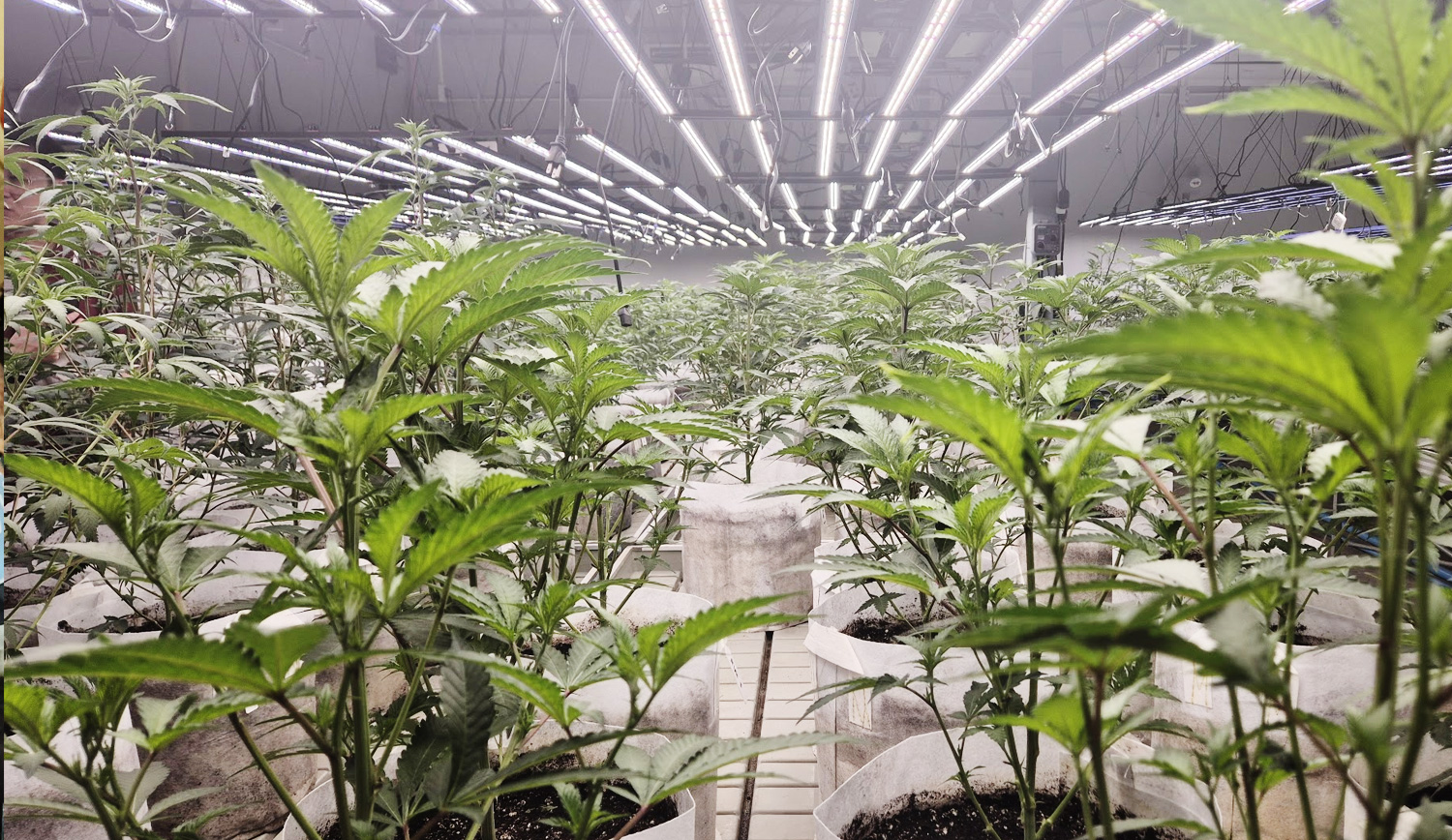 大麻農家の農園の写真