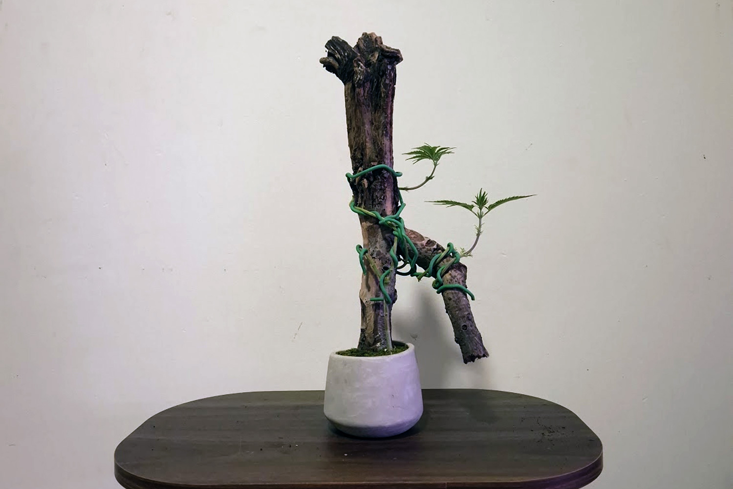 木をうまく活用した大麻盆栽