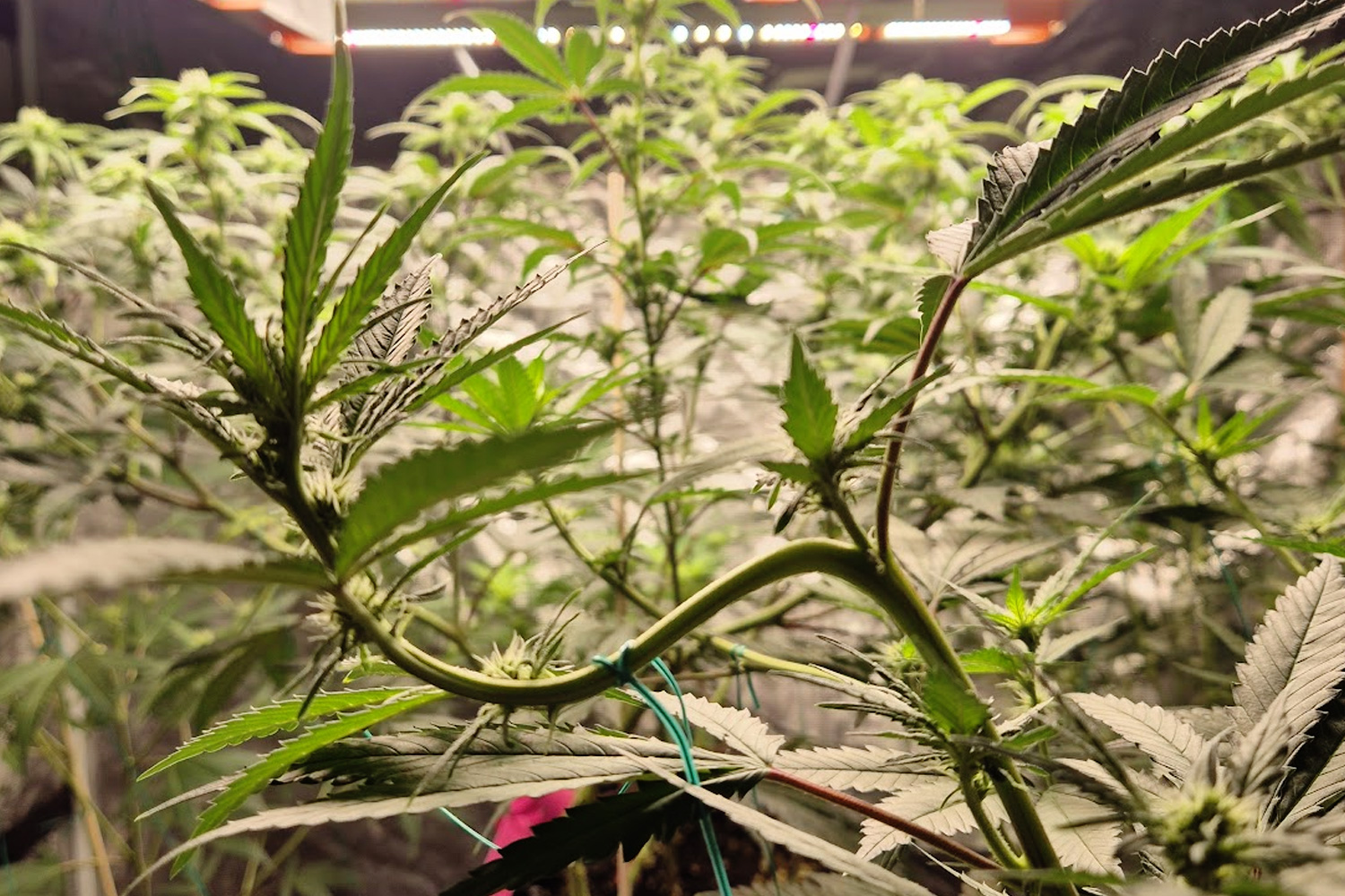 家の中で栽培してたLow Stress Training（LST：低ストレストレーニング）された大麻の苗