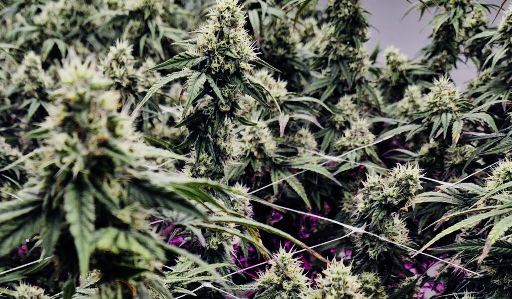 パタヤにあるリビングソイルを用いた完全インドア栽培の大麻農家「Tropical Thunder」