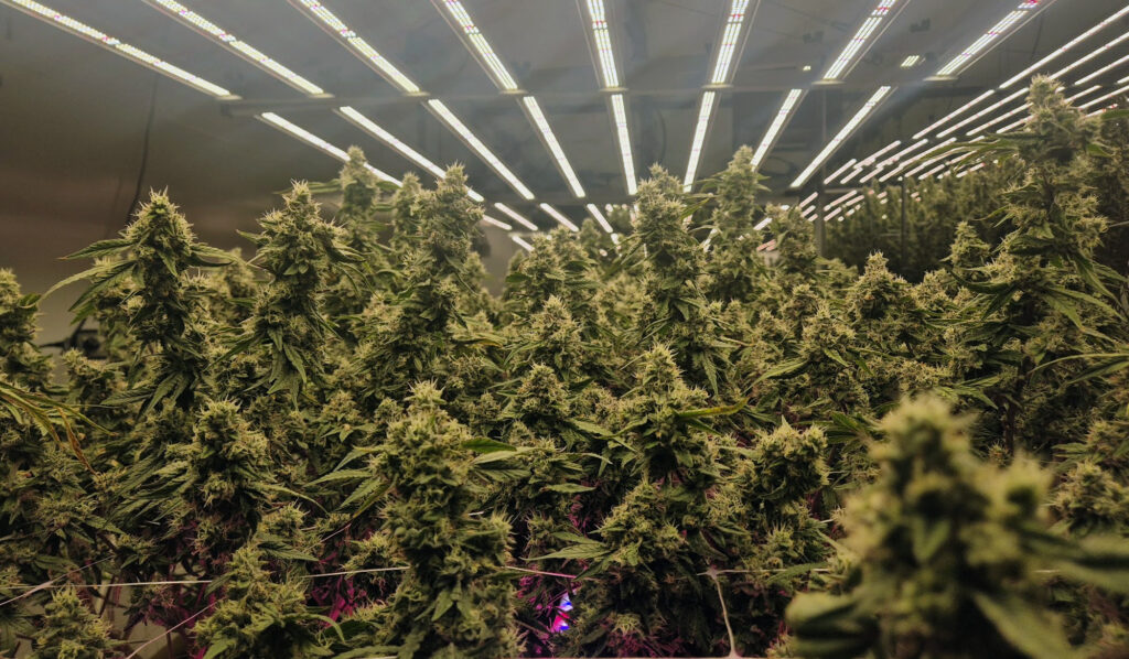 【2026年版】GACP認証とは？安全な大麻農園の国際基準と選び方を専門家が解説