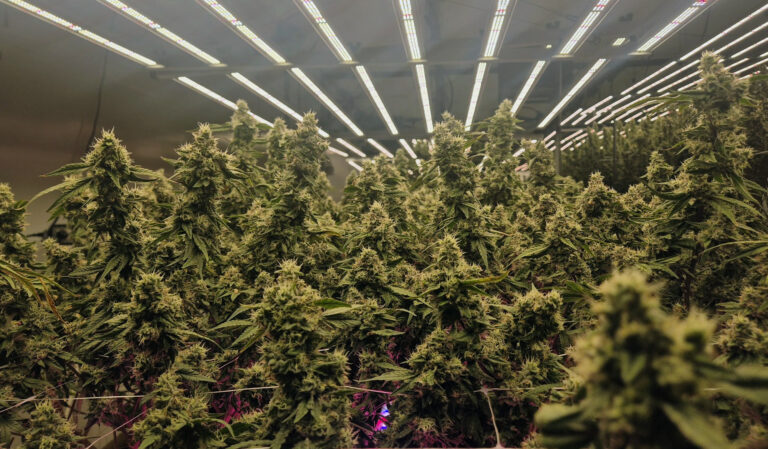 GACPの解説記事への参考リンク画像