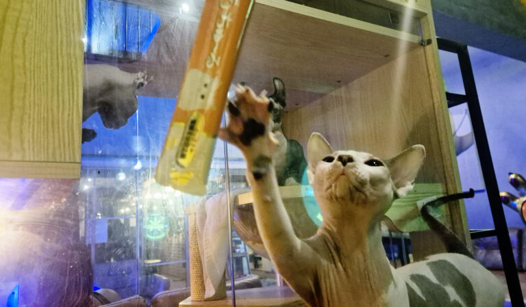 参考リンク画像