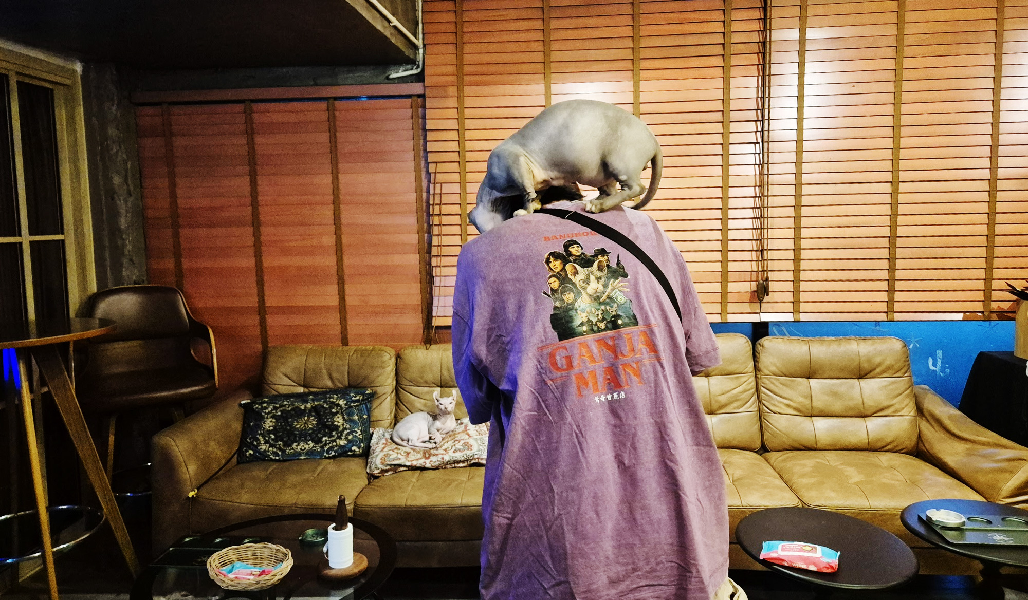 大麻薬局店内で猫と遊んでる写真