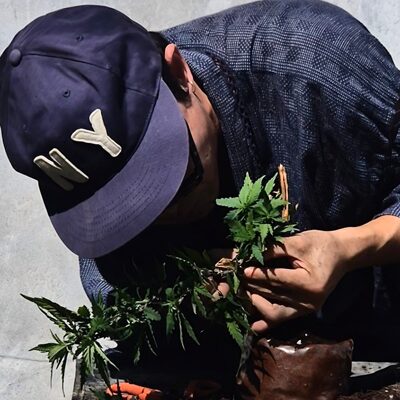 大麻盆栽家 Kei