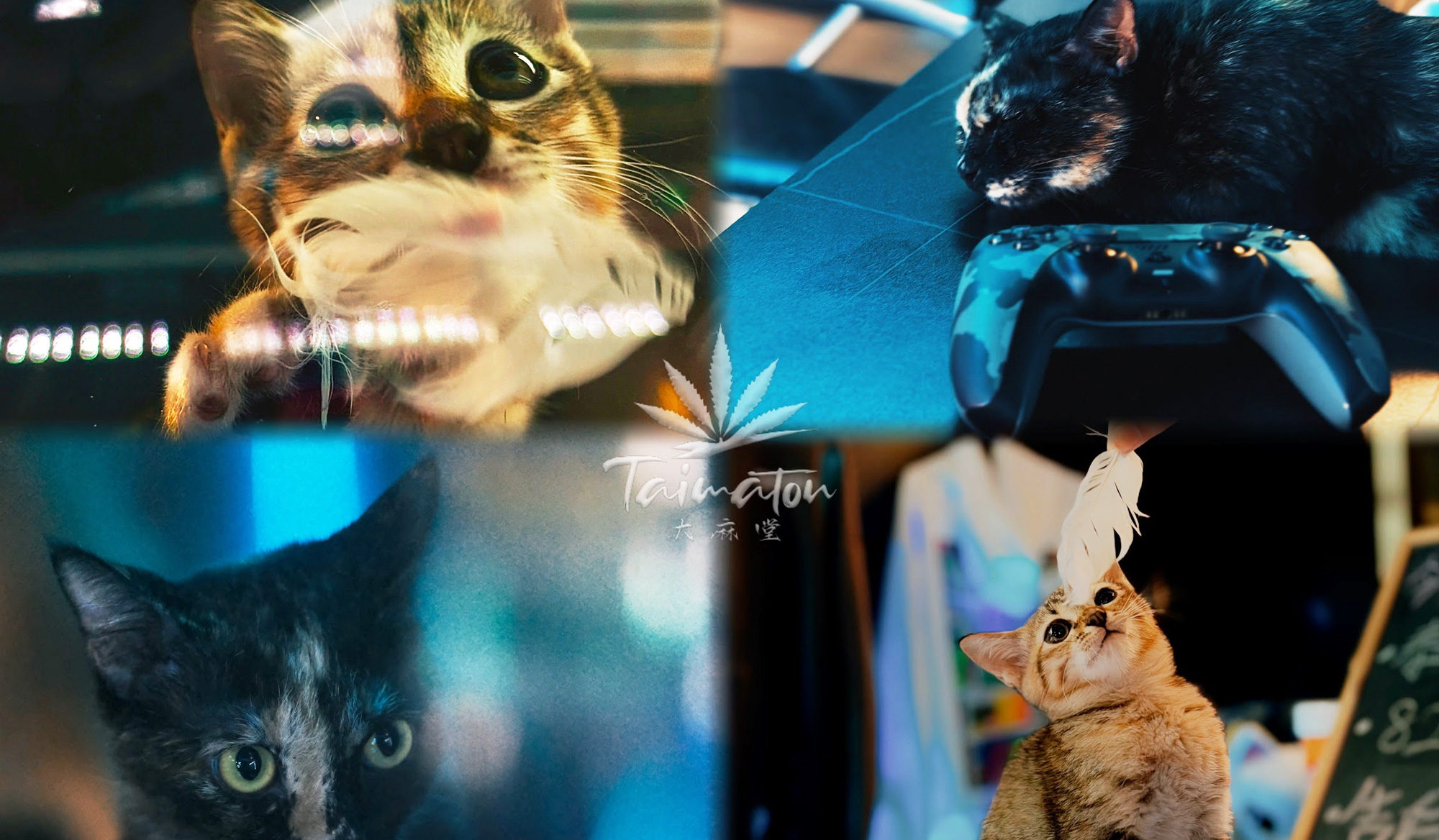 Thai Tea the shop cat at TAIMATON in Pattaya — a cat who wandered in injured and never left