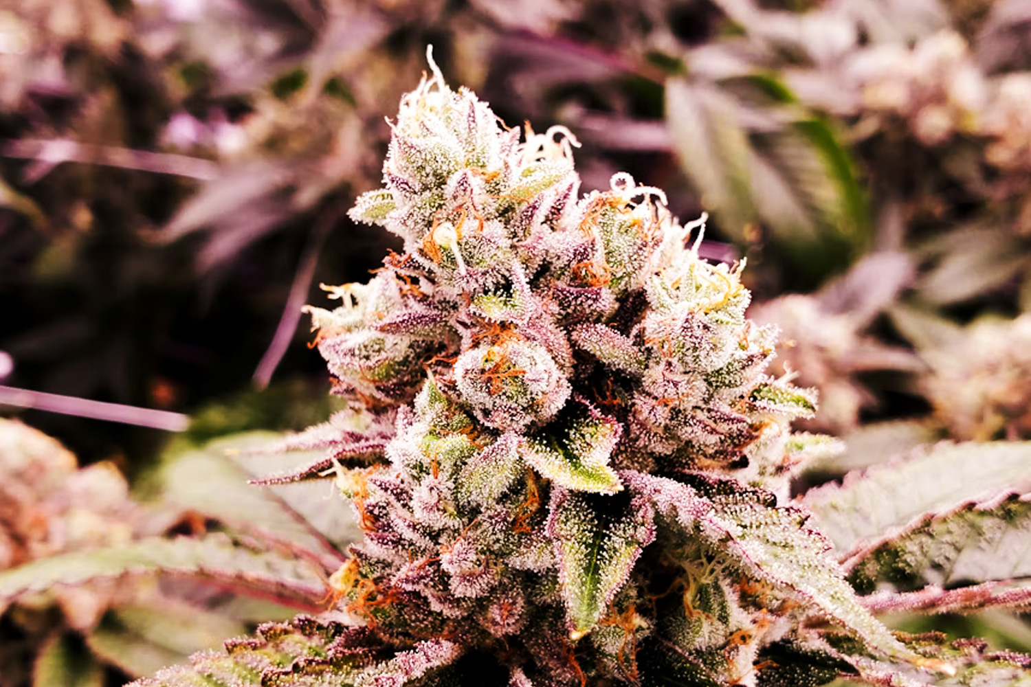 開花期の大麻草の写真