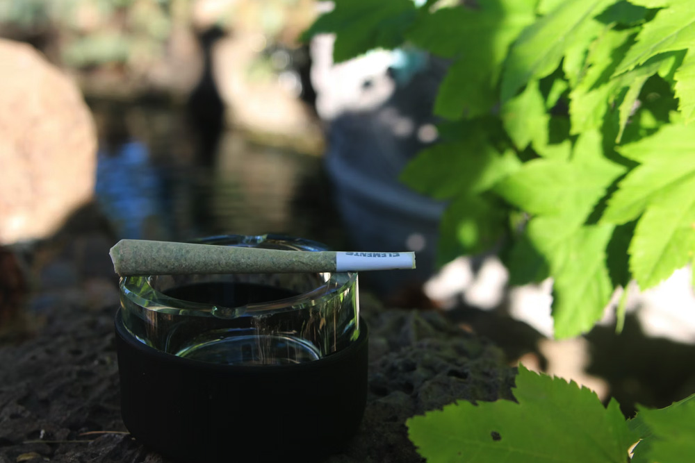 大麻の苗の横にジョイントを置いた写真