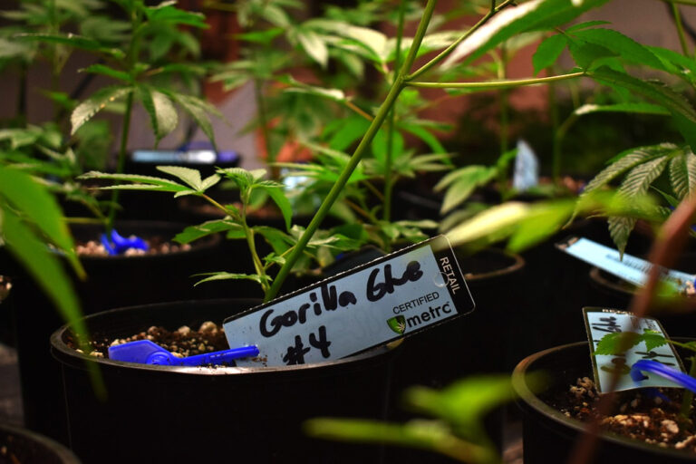 オーガニック大麻が求められる理由｜農薬・重金属が人体に与える影響