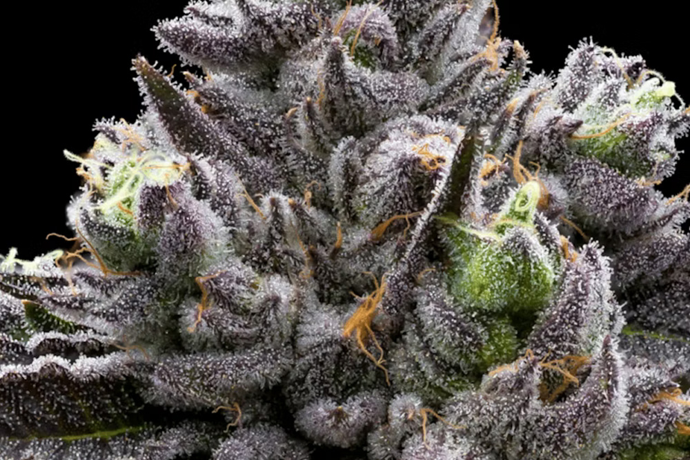 開花期の大麻の花部分