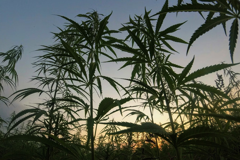 外で育てられてる大麻の写真