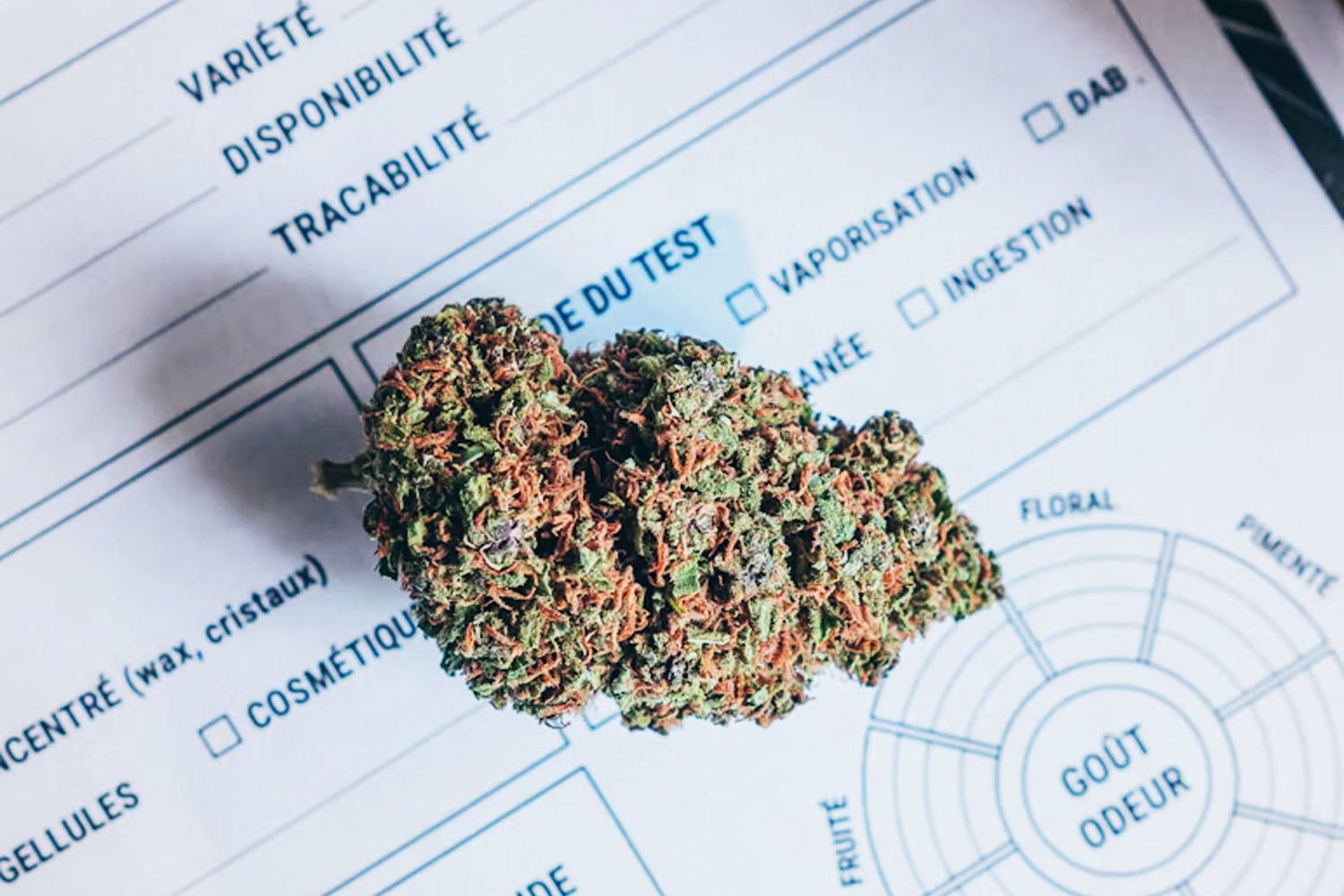 cbdのバッズの写真