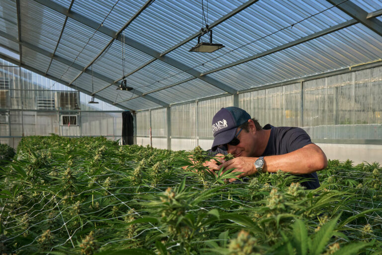 世界的に評価される大麻ブランド”Green House”の背景と思想の記事のアイキャッチ写真