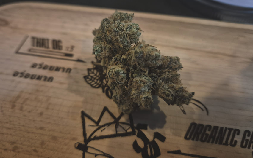 The Budtenderで販売されている医療大麻の品種ラインナップ（パタヤ・ツリータウン）