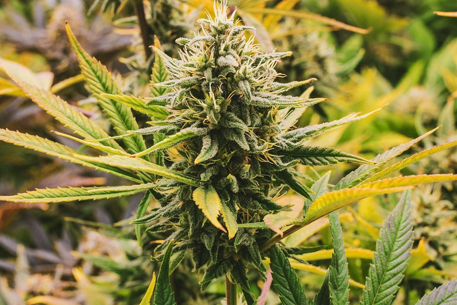 医療大麻を「嗜好」ではなく「調律」として捉える視点｜体感より状態を見る考え方の記事のアイキャッチ写真