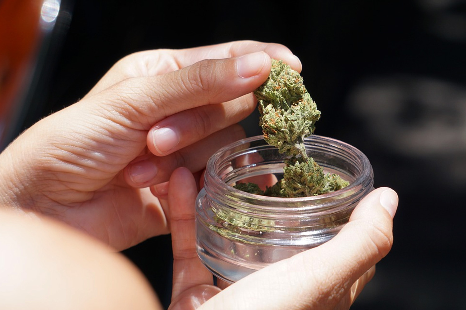 乾燥大麻の写真