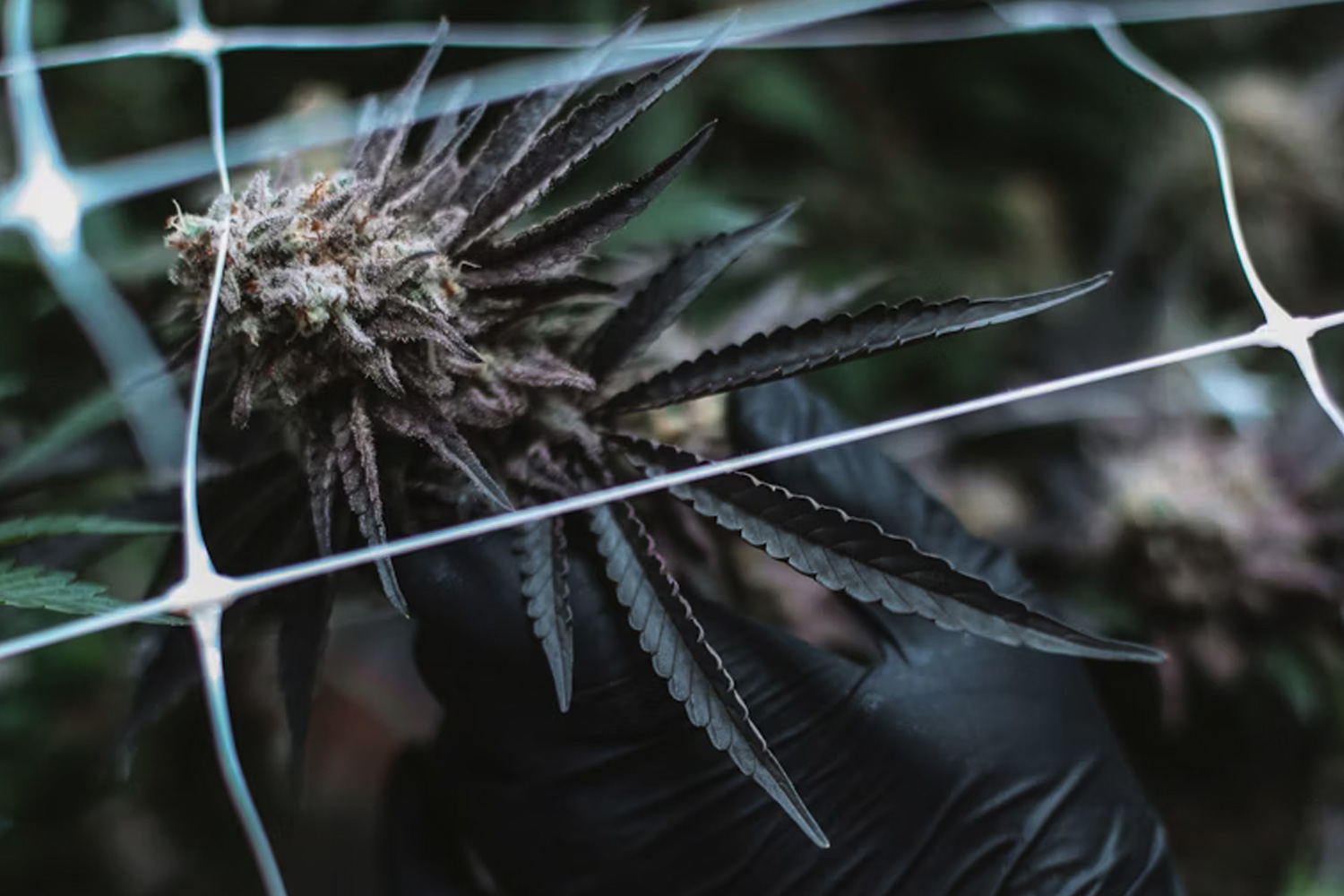 大麻の超基礎知識｜エンドカンナビノイド系・THCとCBDの違いを解説