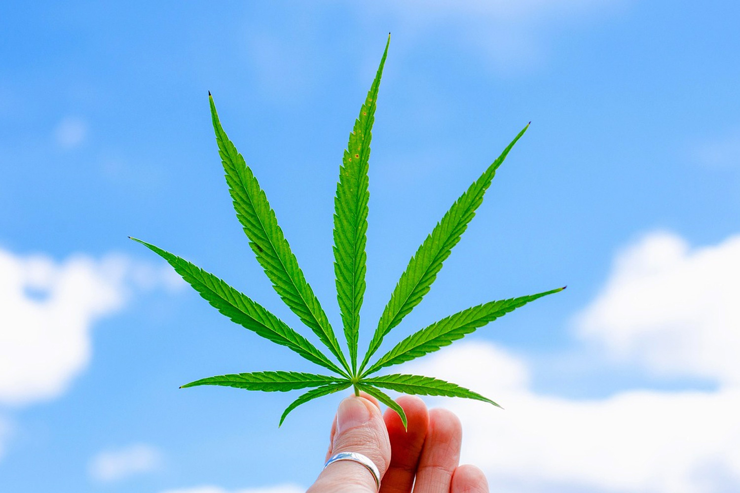 大麻の葉っぱの写真