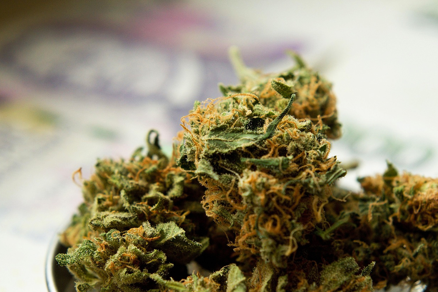 乾燥大麻の写真